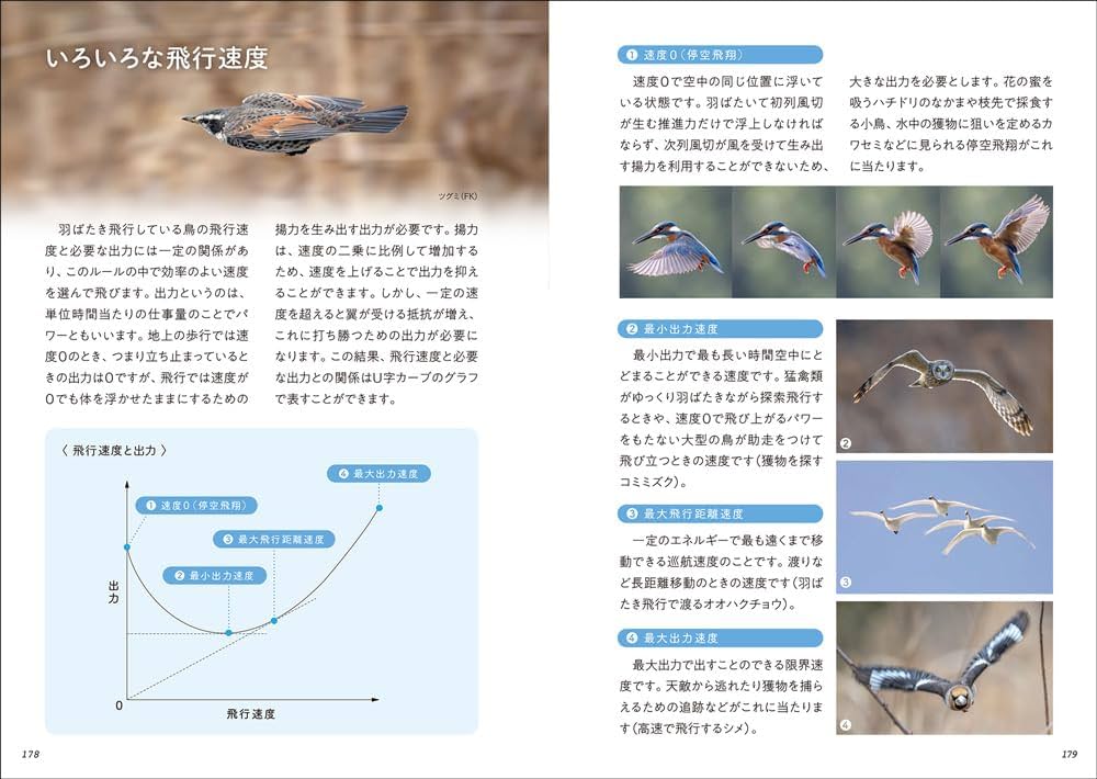 銀製 飛翔する鳥デザイン 銀製コイン 飛翔する鳥デザイン 81489